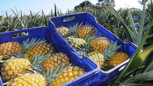 SANTANDER NECESITA MAYOR INVERSIÓN EN EL SECTOR AGROPECUARIO