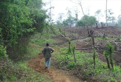 Los baldíos de la Restitución de tierras